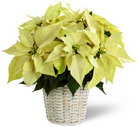 The FTD White Poinsettia Basket (Small) from Kinsch Village Florist, flower shop in Palatine, IL
